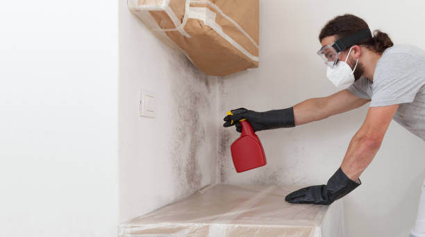 Professional Basement Mold Remediation technician working in Friendsville, MD