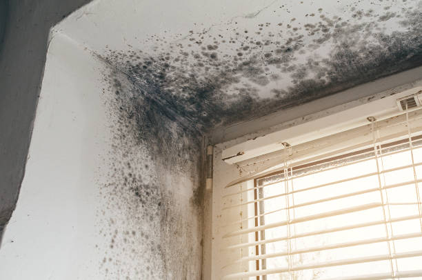 Affordable Basement Mold Remediation solutions in Friendsville, MD
