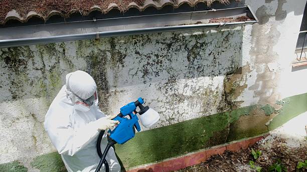 Top rated local Basement Mold Remediation specialists in Friendsville, MD